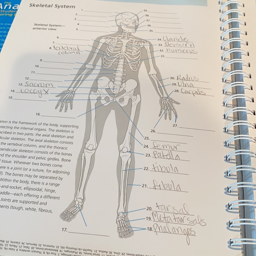 Anatomy practice book - Picture 7 of 13